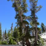 Whitebark Pine