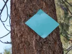 Blue Diamond