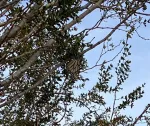 Monarch Butterfly