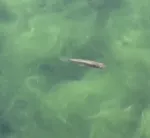 Pupfish