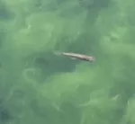 Pupfish