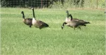 Avian flu