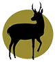Pronghorn