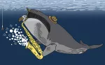 whale playing a saxaphone