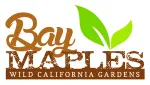 Bay Mapleas