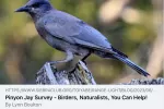 Pinyon jay