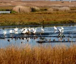 SF Bay birds