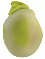 fava bean