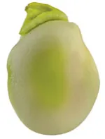 fava bean