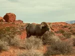 Big Horn Sheep