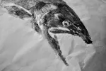 print of salmon