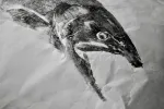 print of salmon