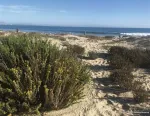 Case Studies of Natural Shoreline Infrastructure in Coastal California