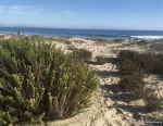Case Studies of Natural Shoreline Infrastructure in Coastal California