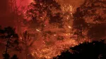 forest on fire
