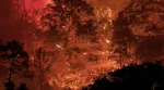 forest on fire