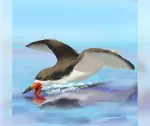 Black Skimmer