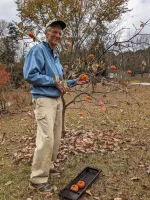A man picking persimmons from a tree