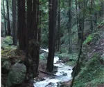 Forest with small stream