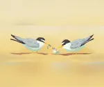 California Least Terns