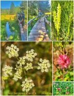 Photos of participants and the blooming flowers seen on our July 18th wildflower walk with TINS. 