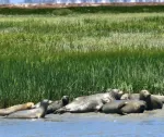 Pod of seals in front of water, grass behind, houses in far background