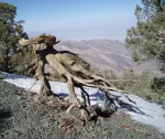 Tree branches in front of snow field, snow and mountains in background
