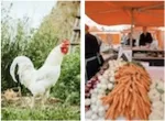 Chicken and farmers market