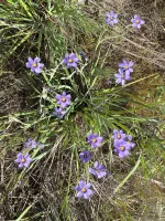 Blue Eyed Grass