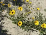 California Bush Sunflower - 