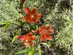 Coastal Bush Monkeyflower