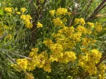 Golden Yarrow