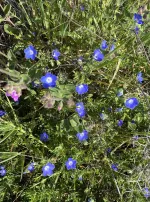 Menzies Blue-eyes