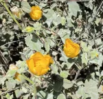 Palmer's Indian Mallow