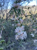 Thickleaved Ceonothus