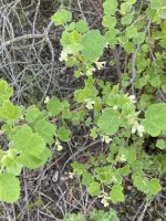 White-flowered Currant