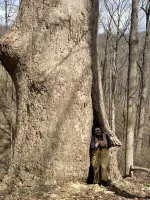 Jaq in tulip tree trunk