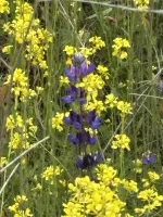 Lupine