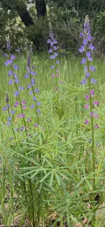Lupine