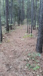 trail in a pine forest