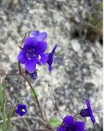 California Bluebells