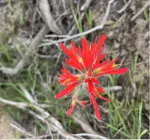 Indian Paintbrush