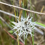 Lindley';s False Silverpuff