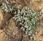 Rattlesnake Weed