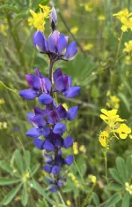 Lupine