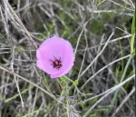 Mariposa Lily