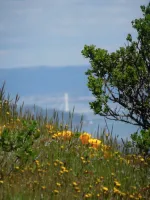 California landscape with poppies, coyote brush, the bay in the background