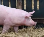 Hog.  Stock Photo