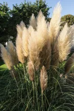 Non-native pampas grass