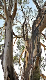 Non-native eucalyptus